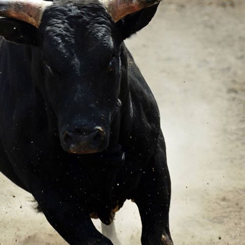 the-black-bull-thumbnail