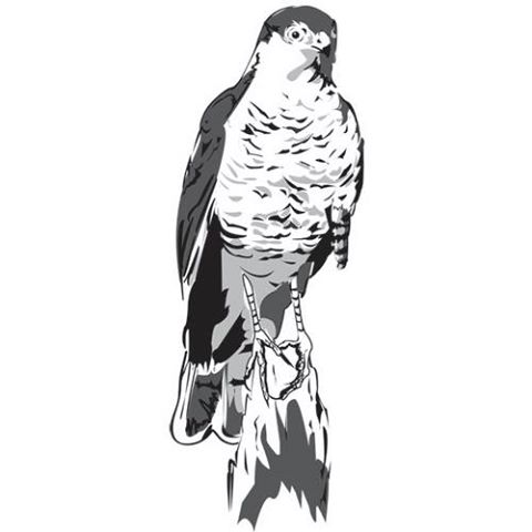 the-sparrowhawk-thumbnail