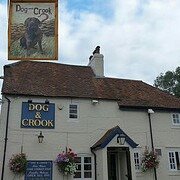 dog-crook-thumbnail