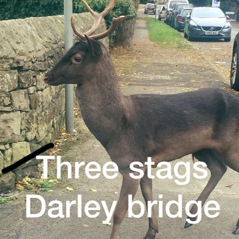 three-stags-heads-thumbnail