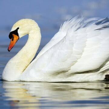 the-white-swan-thumbnail