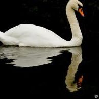 the-white-swan-thumbnail