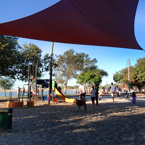 cotton-tree-thumbnail