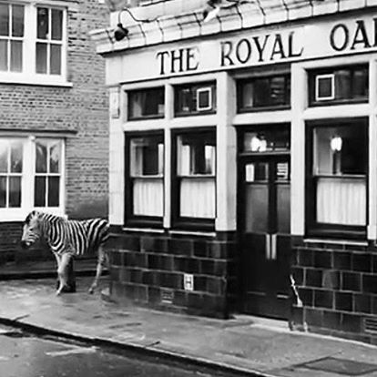 the-royal-oak-thumbnail