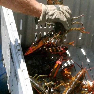 the-lobster-thumbnail