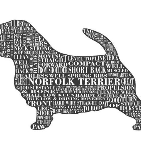 norfolk-terrier-thumbnail