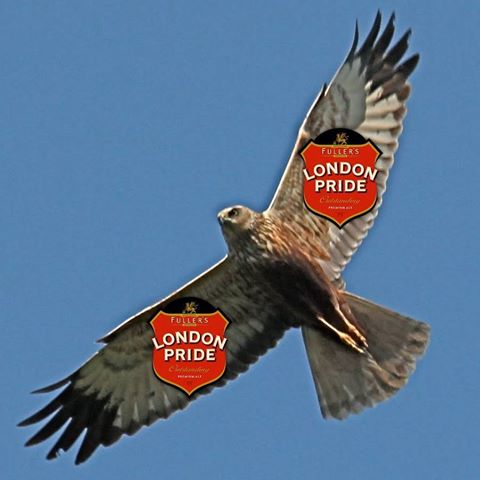 the-marsh-harrier-thumbnail